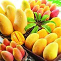 African Mango Extract